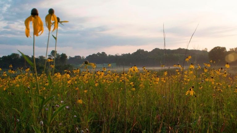 Chickasaw Village Site in Tupelo.