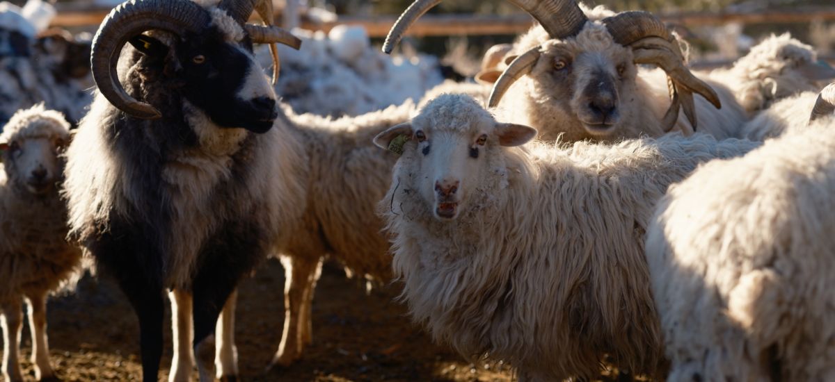 Johnny Ortiz's flock of Churro sheep. Photo by Tag Christof.