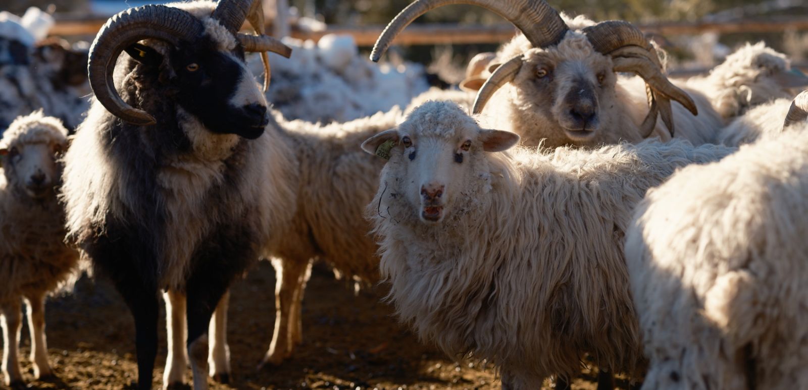 Johnny Ortiz's flock of Churro sheep. Photo by Tag Christof.