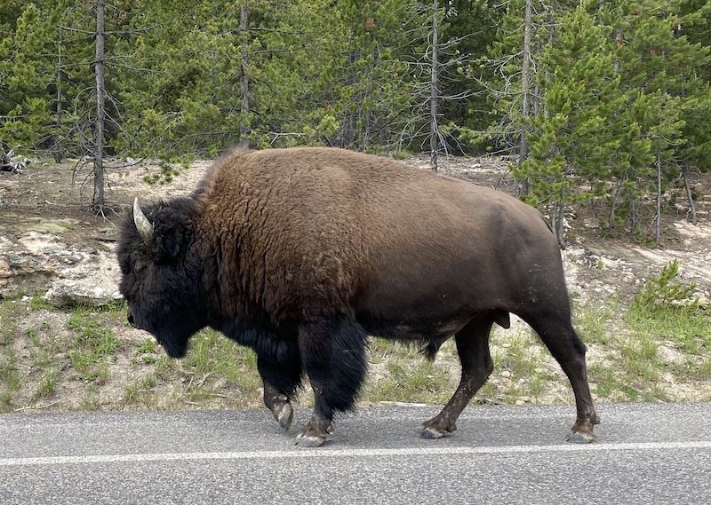 The view during a bison jam. Photo by Claire HarnEnz.