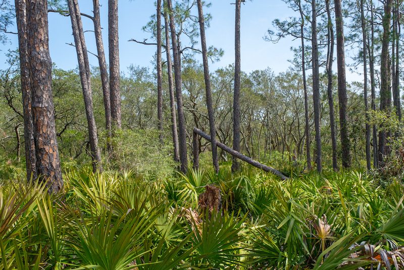 Top Hikes in Alabama