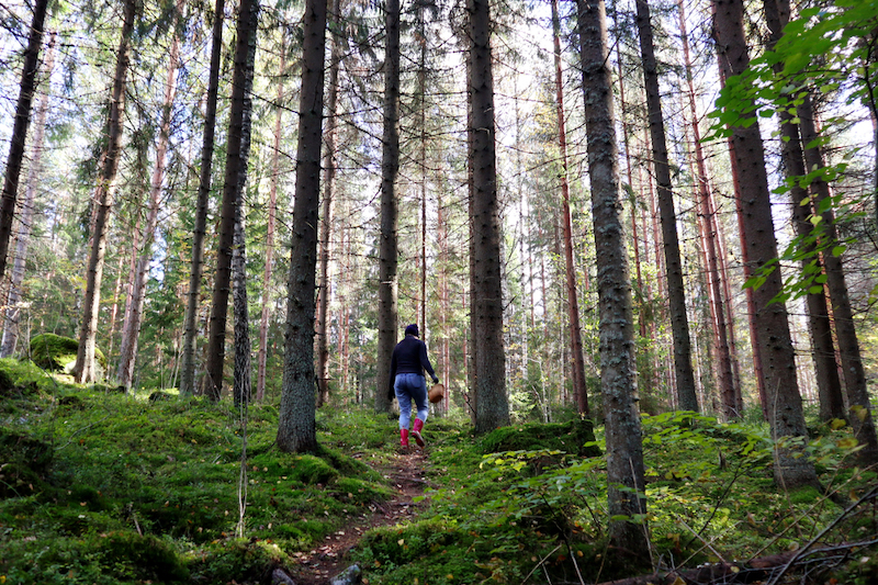 Young girl looking for mushrooms in a forest. Mushroom hunting, mushrooming, mushroom picking and mushroom foraging describe the activity of gathering mushrooms in the wild. Forest therapy is healing.
