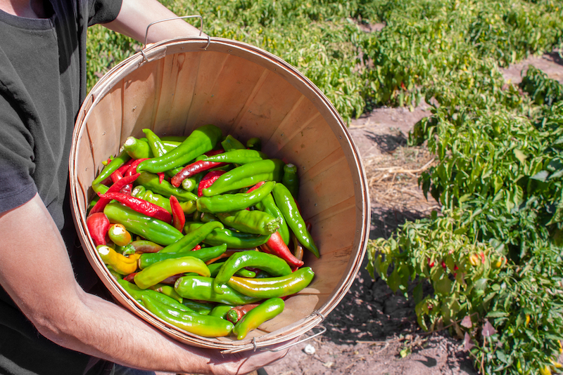 Man holds up bucket of fresh red and green hatch valley chile in Albuquerque. Photo by Shutterstock.