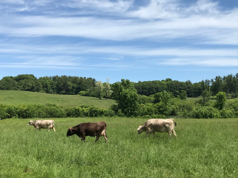 Grass fed cows grazing in Burlington. Photo by Shutterstock.