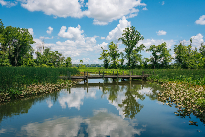 Wetland along the Mount Vernon Trail in Alexandria. Photo by Shutterstock.