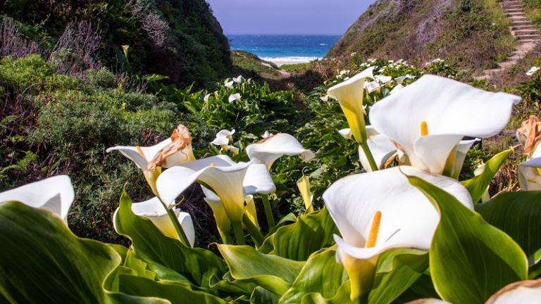 Calla Lily Valley by the Pacific Ocean. Photo by Shutterstock.