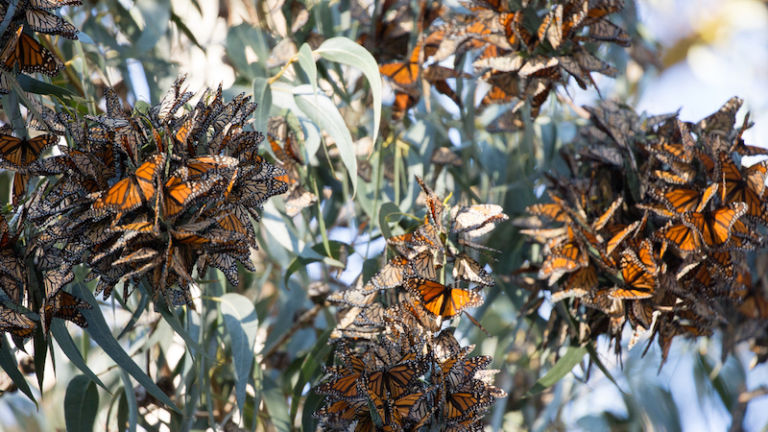 Monarch Butterfly Sanctuary