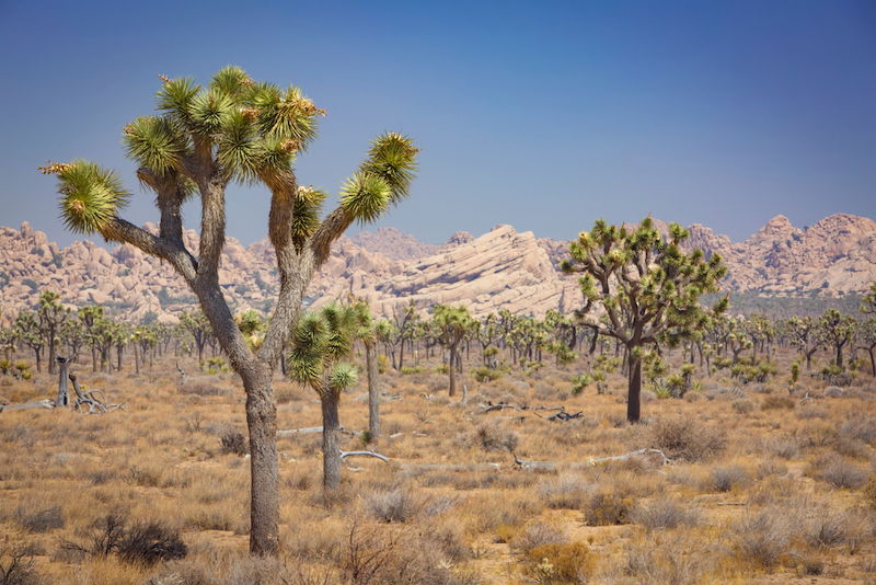 Best Cities for a Romantic Weekend Trip: Joshua Tree