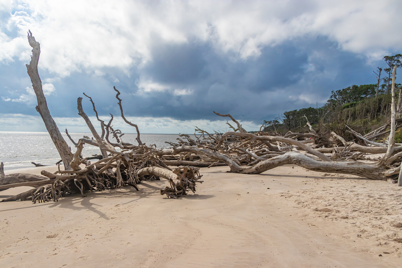 Most Underrated Beaches in America: Dead trees along beautiful Boneyard Beach in Florida.