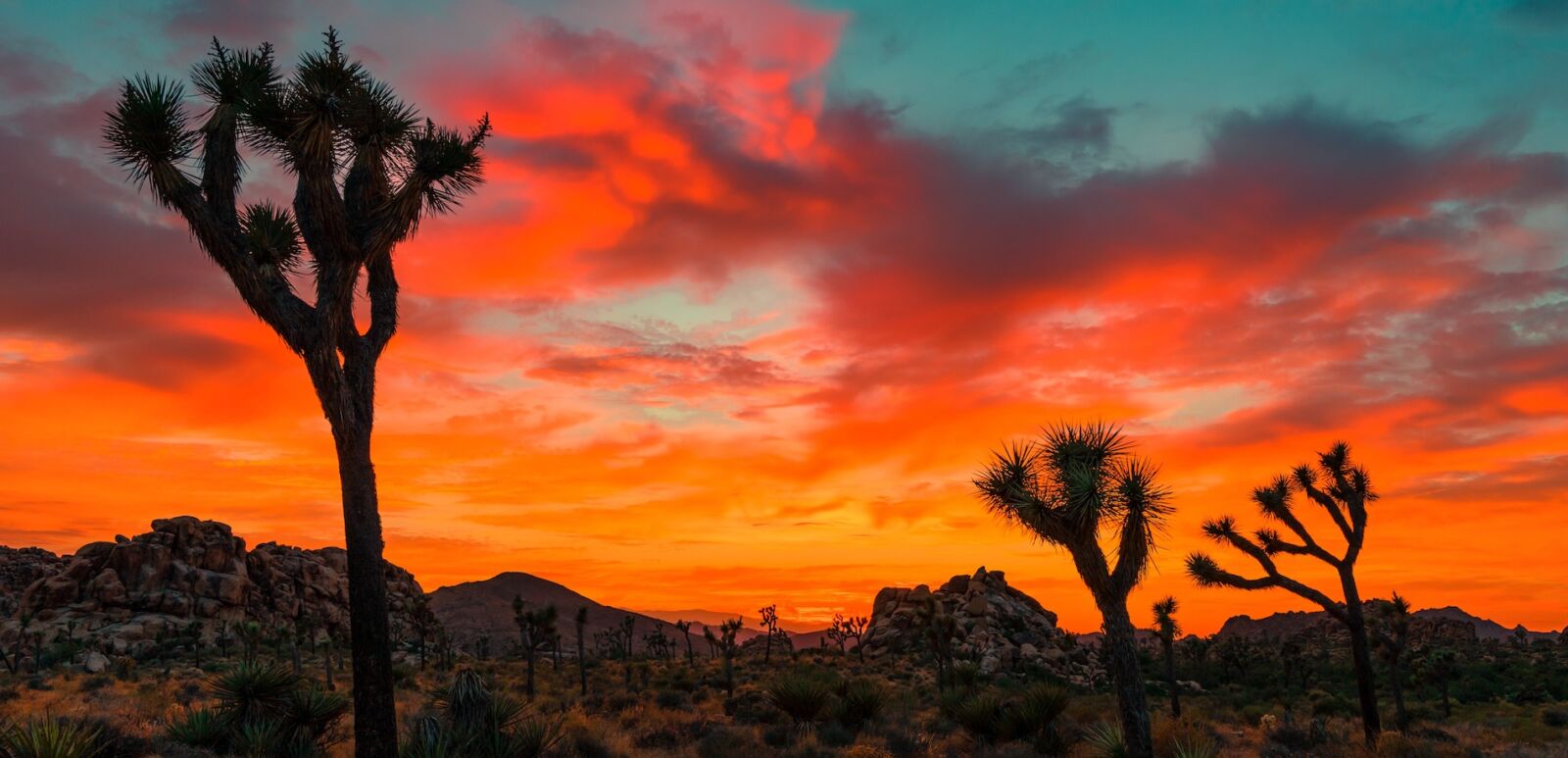 Joshua Tree. Photo by Shutterstock.