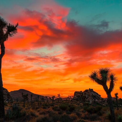 Joshua Tree. Photo by Shutterstock.