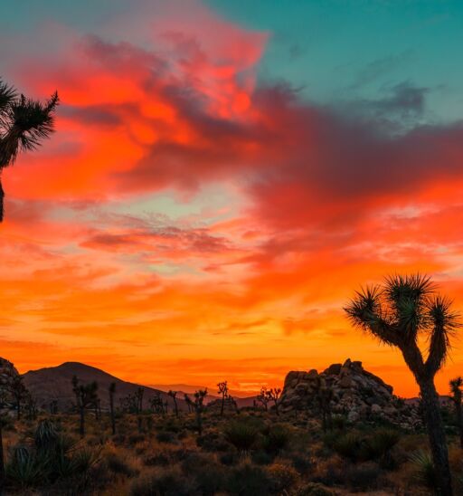 Joshua Tree. Photo by Shutterstock.