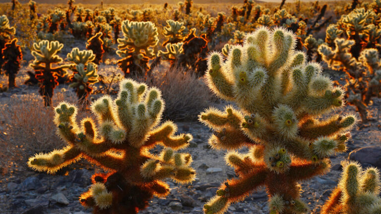 Joshua Tree National Park. Photo via Shutterstock.