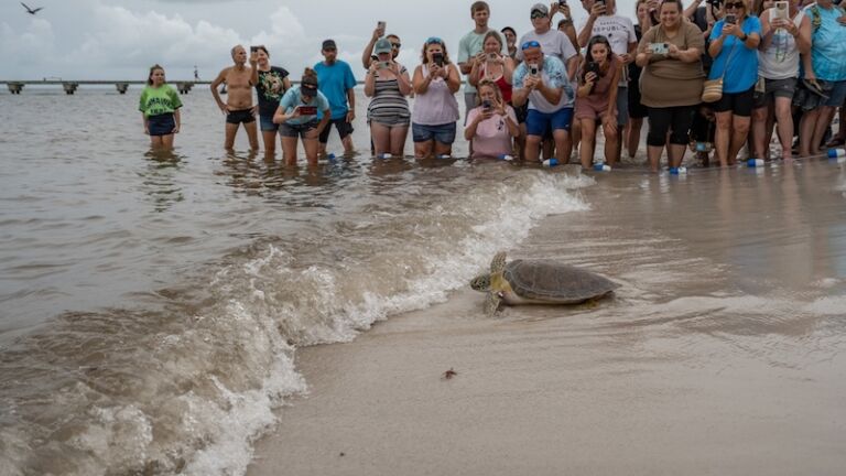 Turtle Hospital key west