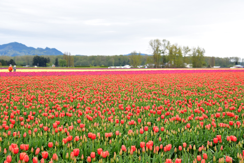 Best Spring Drives: Skagit Valley Tulip Tour – Washington