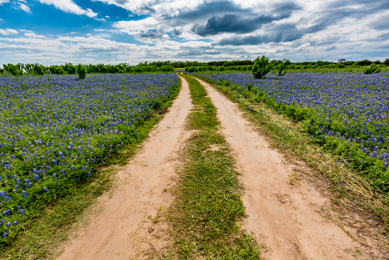 Best Spring Drives: Bluebonnet Trails