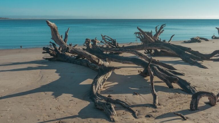 Boneyard Beach in Jacksonville, Florida. Photo via Shutterstock.