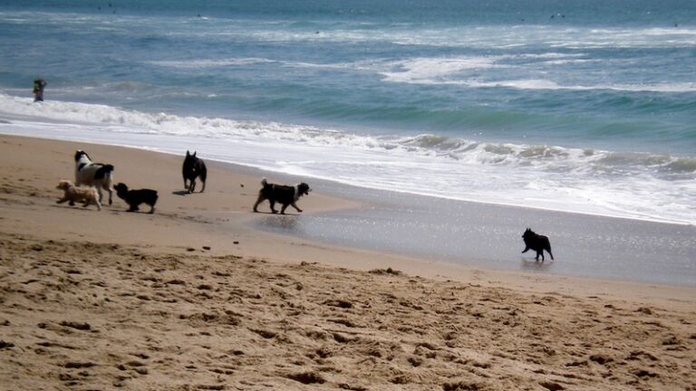 Dog Beach in Huntington Beach. Photo via Shutterstock.