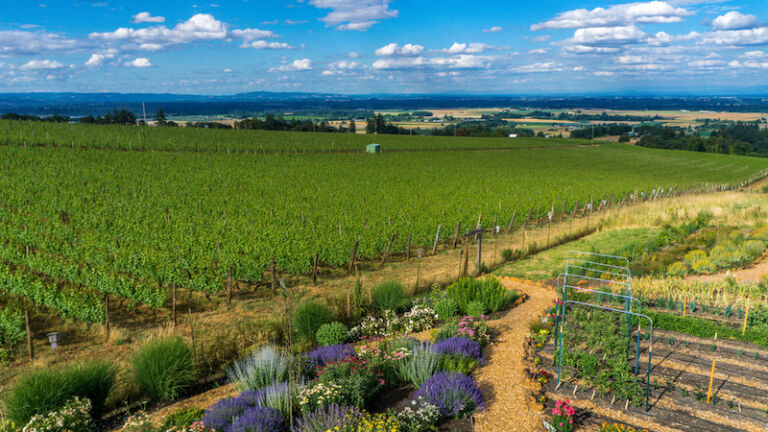 View on the vines from a Wine tasting room in the Willamette Valley, Oregon. Photo by Shutterstock.