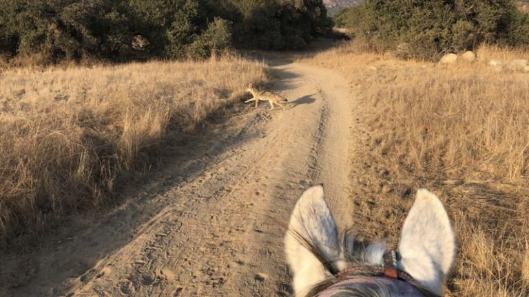 Ojai Valley Trail Riding Co.