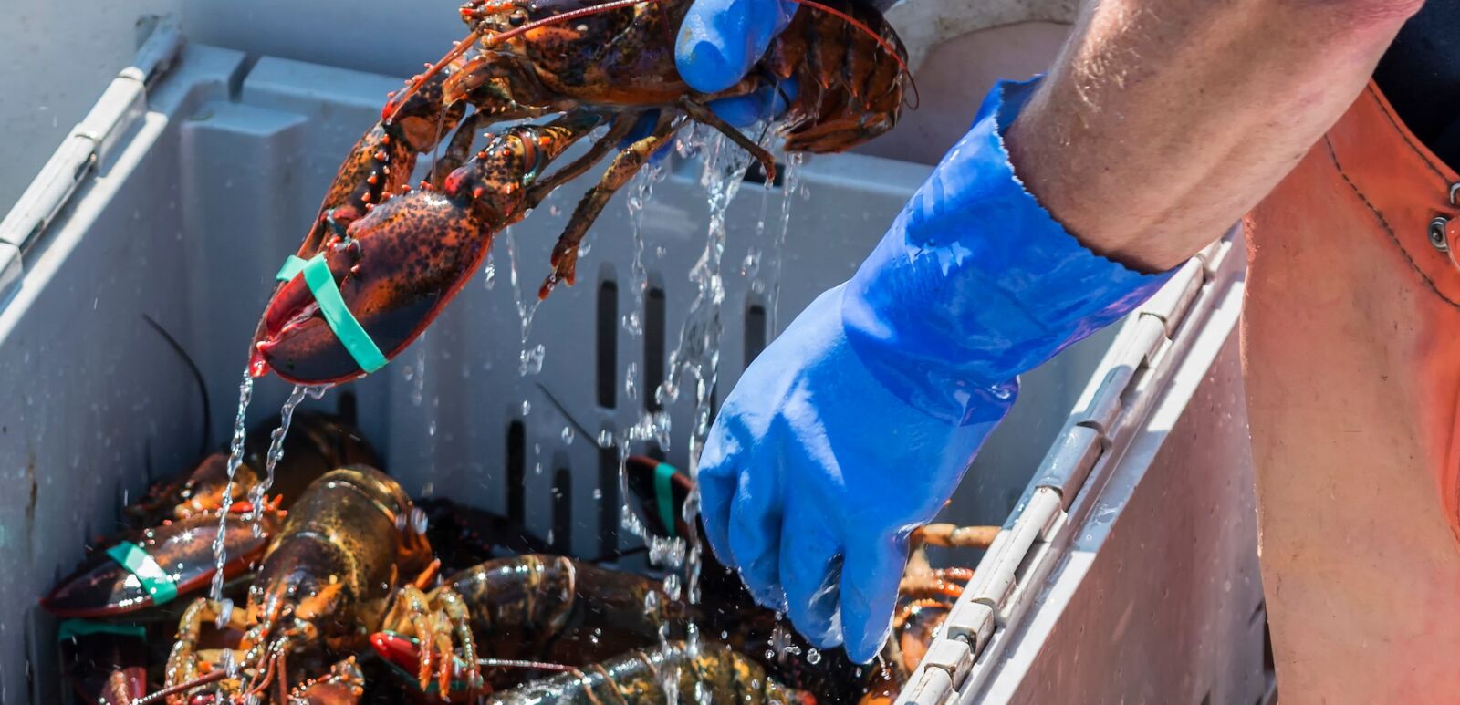 Lobsters being taken out of a bin. Photo via Shutterstock.