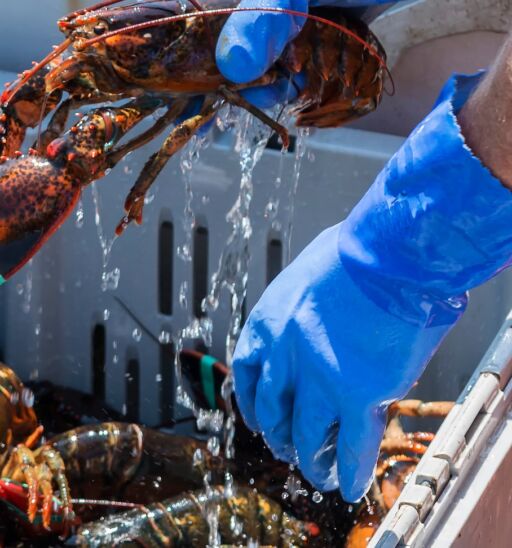 Lobsters being taken out of a bin. Photo via Shutterstock.