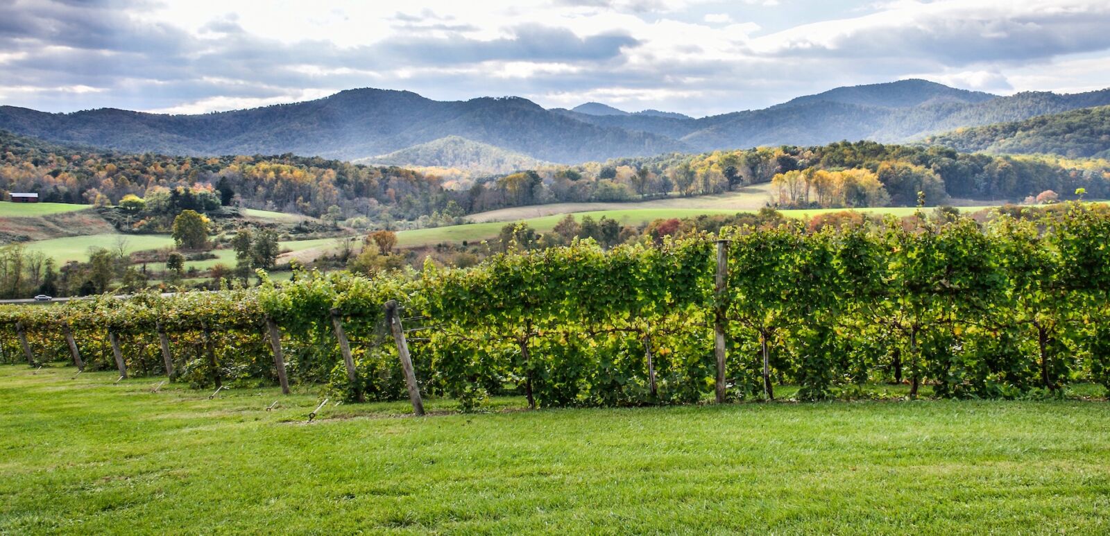 Autumn vineyard hills during in Virginia with yellow trees. Photo via Shutterstock.