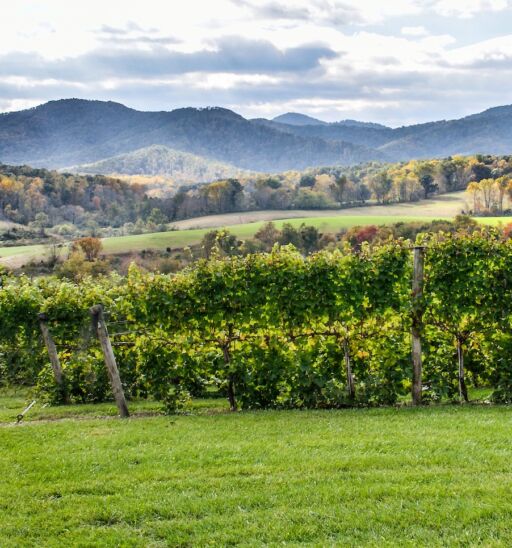 Autumn vineyard hills during in Virginia with yellow trees. Photo via Shutterstock.