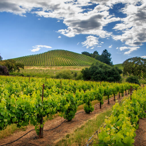 Winter Wineland 2024. Pictured: Green vineyard with white wispy clouds in Sonoma County, California. Photo via Shutterstock.