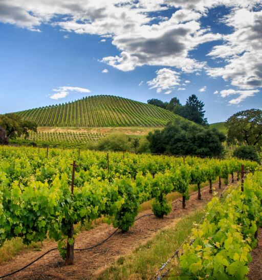 Winter Wineland 2024. Pictured: Green vineyard with white wispy clouds in Sonoma County, California. Photo via Shutterstock.