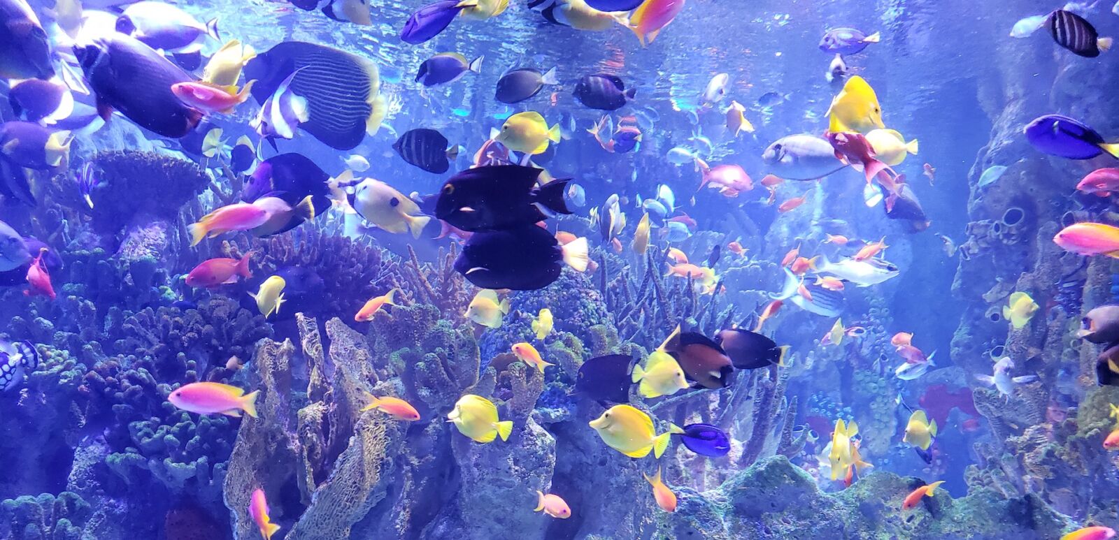 A Look at America's Magnificent Aquariums - Fifty Grande