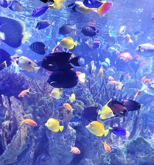 Best aquariums in America. Photo via Shutterstock.