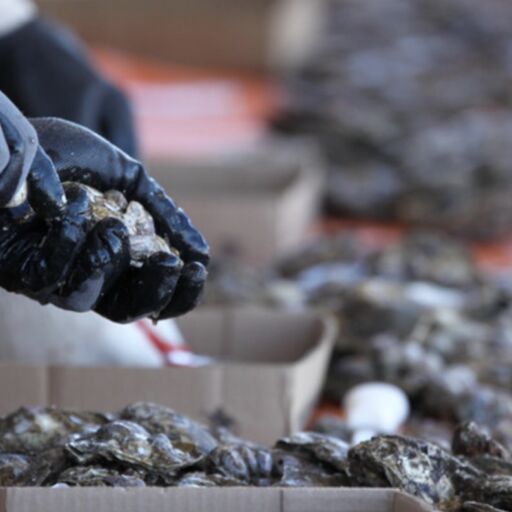 Oyster Fest 2023