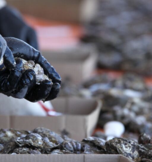 Oyster Fest 2023