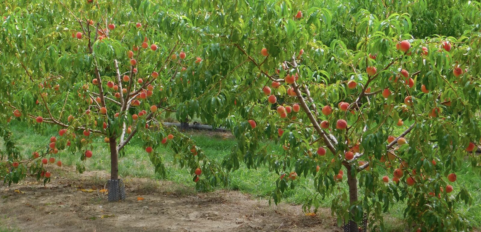 Romeo Peach Festival 2023
