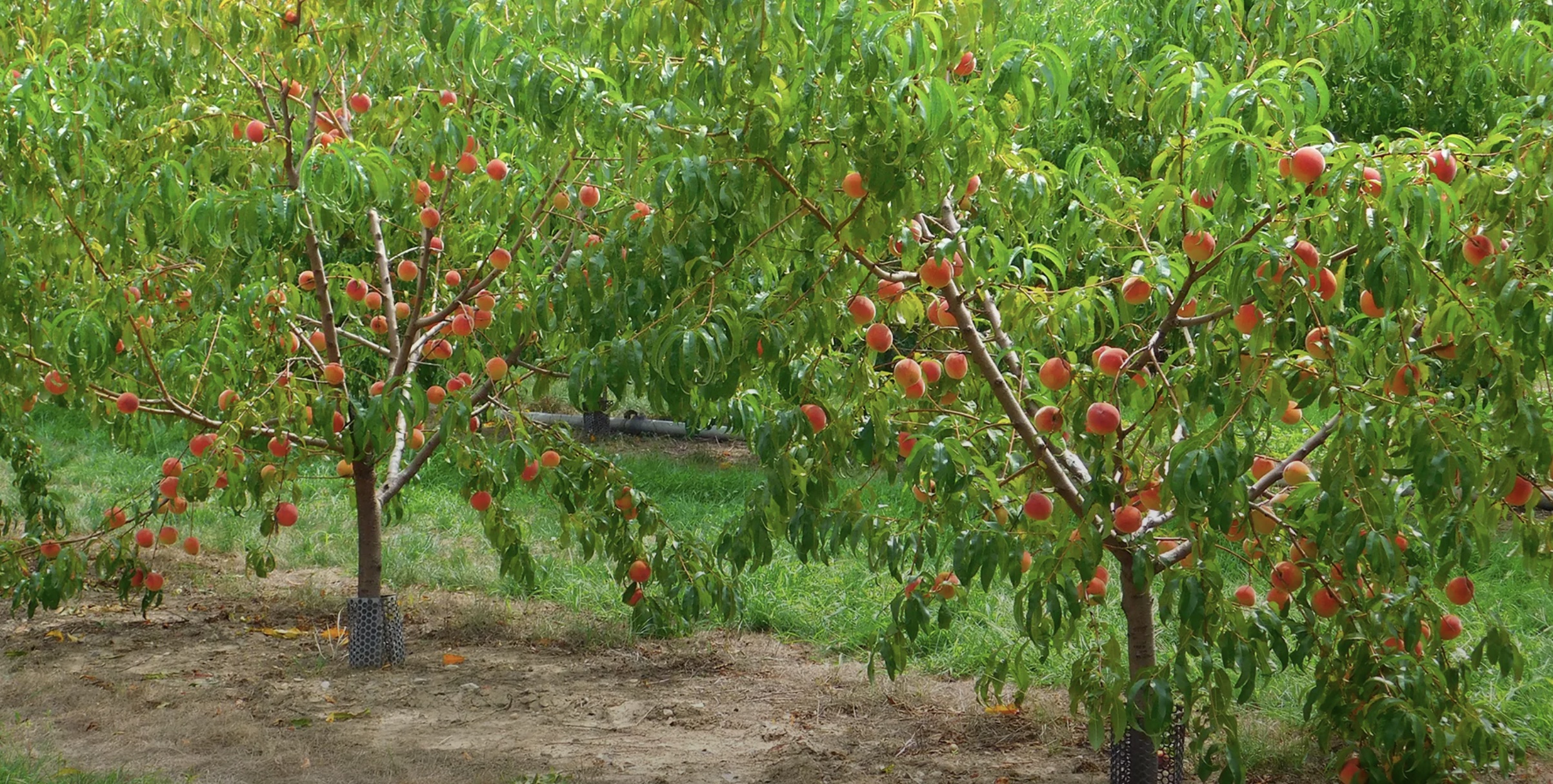 Romeo Peach Festival 2023 Festivals Fifty Grande