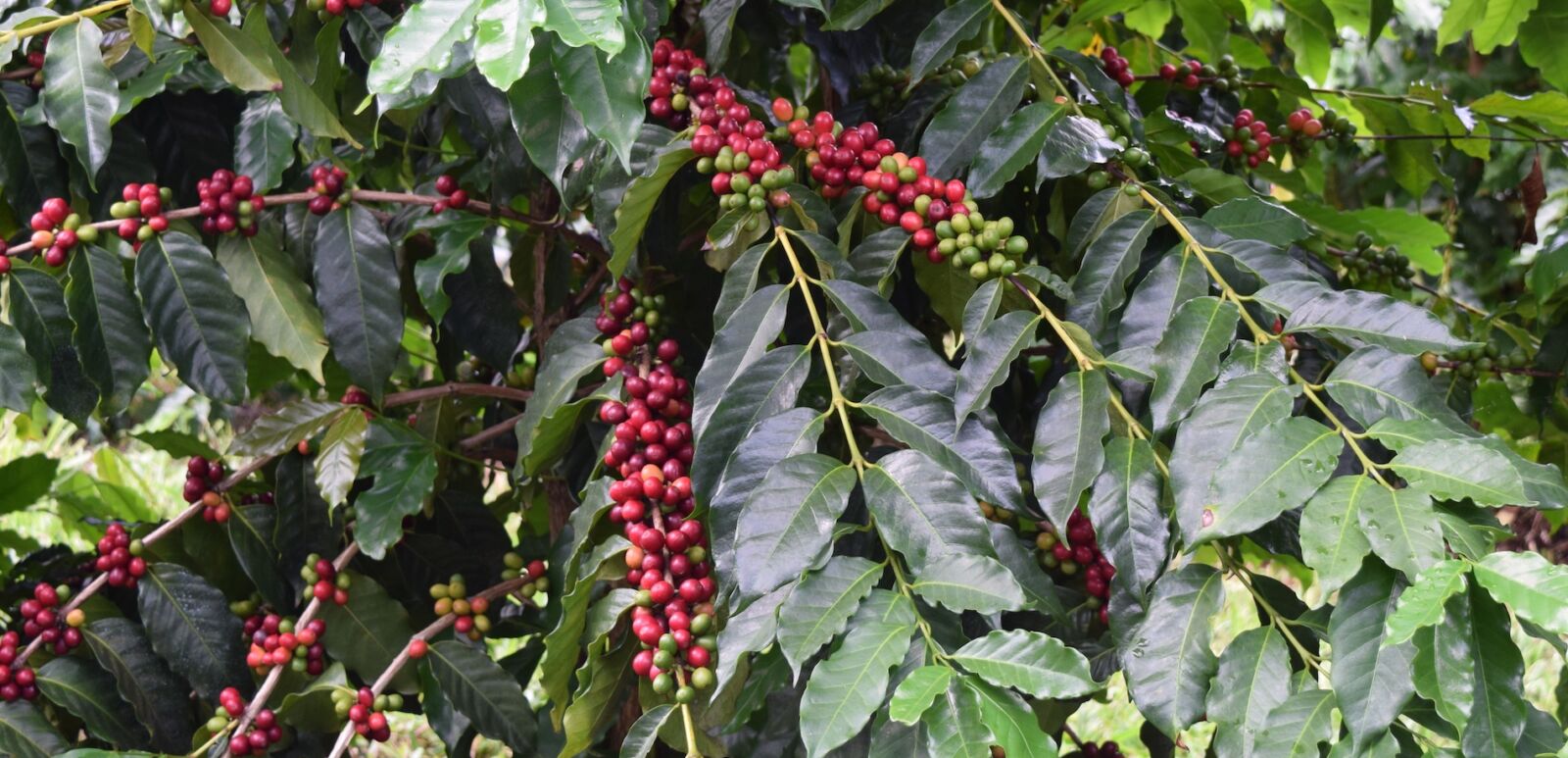 Coffee beans on trees. Photo via Kona Coffee Cultural Festival.