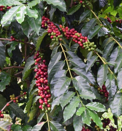 Coffee beans on trees. Photo via Kona Coffee Cultural Festival.