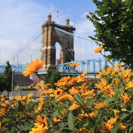 The John A. Roebling Bridge was built in 1866 to connect Covington Kentucky to Cincinnati , Ohio. It spans the Ohio River. Photo by Shutterstock.