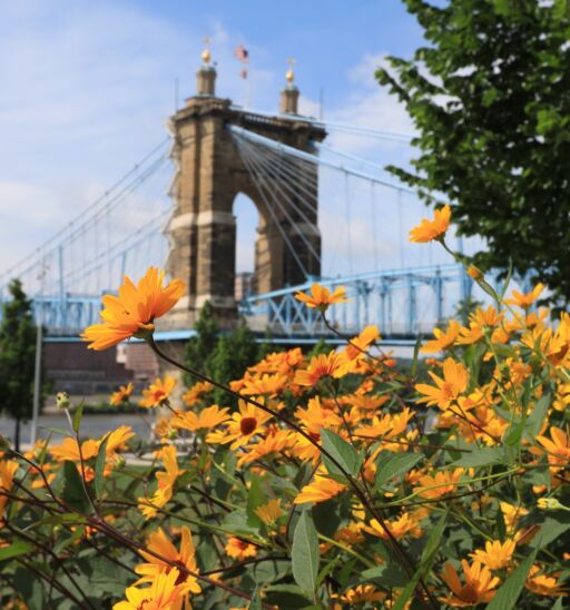 The John A. Roebling Bridge was built in 1866 to connect Covington Kentucky to Cincinnati , Ohio. It spans the Ohio River. Photo by Shutterstock.