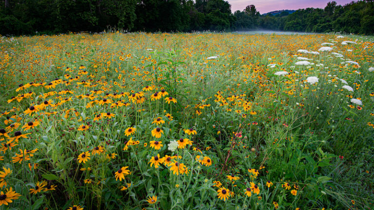 Rivanna River in Charlottesville. Photo via Shutterstock.