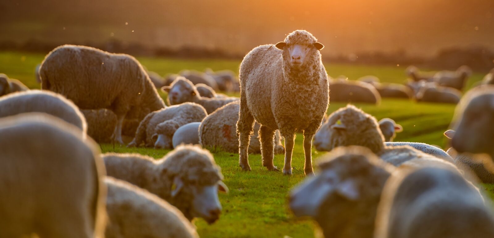 Sheep in a field at sunset. Photo via Shutterstock.