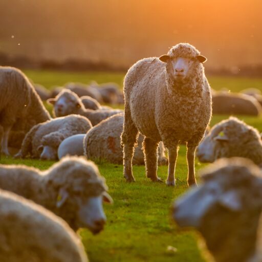 Sheep in a field at sunset. Photo via Shutterstock.