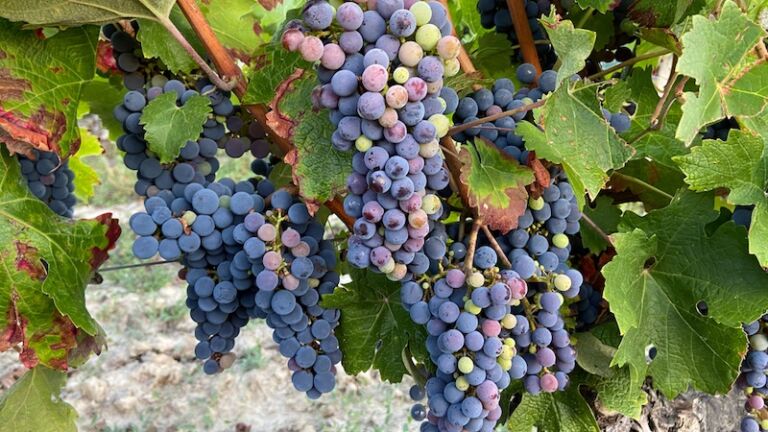 Woodinville, Washington on September 10, 2023 - Islabella wine grapes hanging from the vine at Chateu Ste Michele Winery. Photo via Shutterstock.