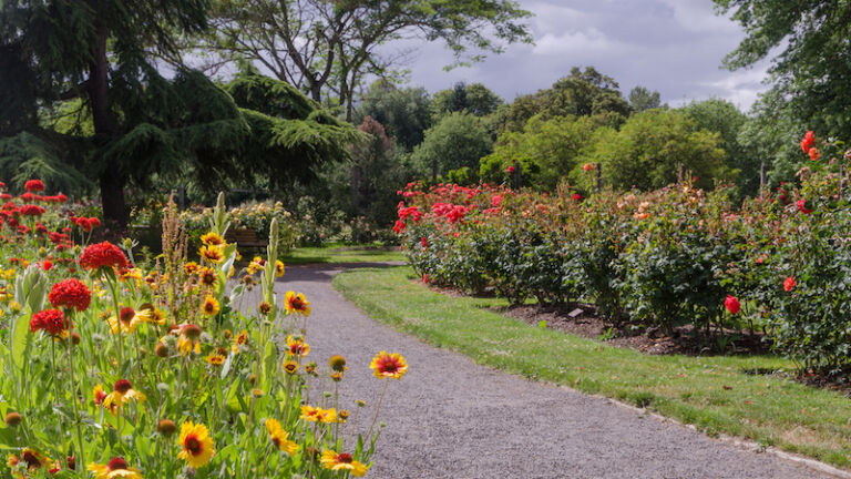 Pathway through the Owen Rose Garden in Eugene, Oregon