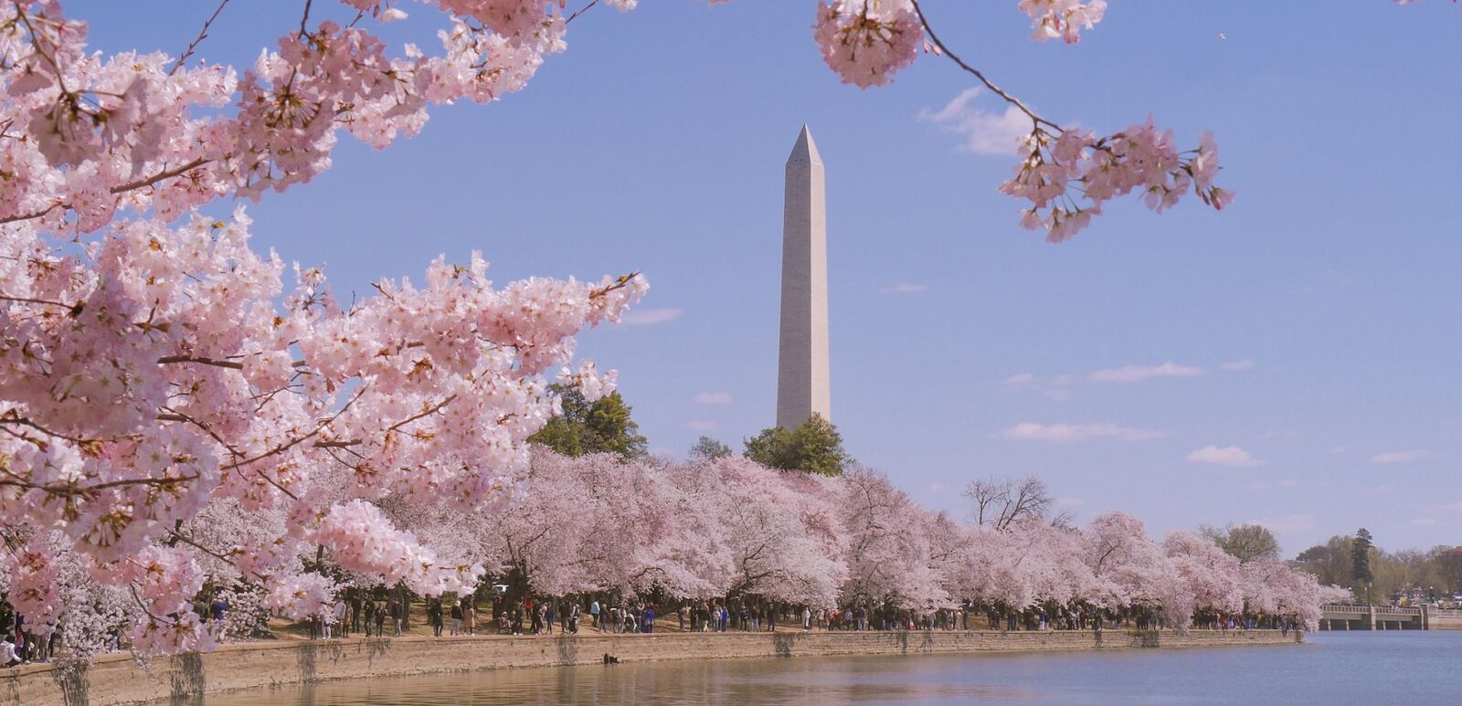 Washington monument during Cherry Blossom Festival in Washington