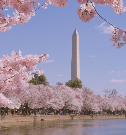Washington monument during Cherry Blossom Festival in Washington