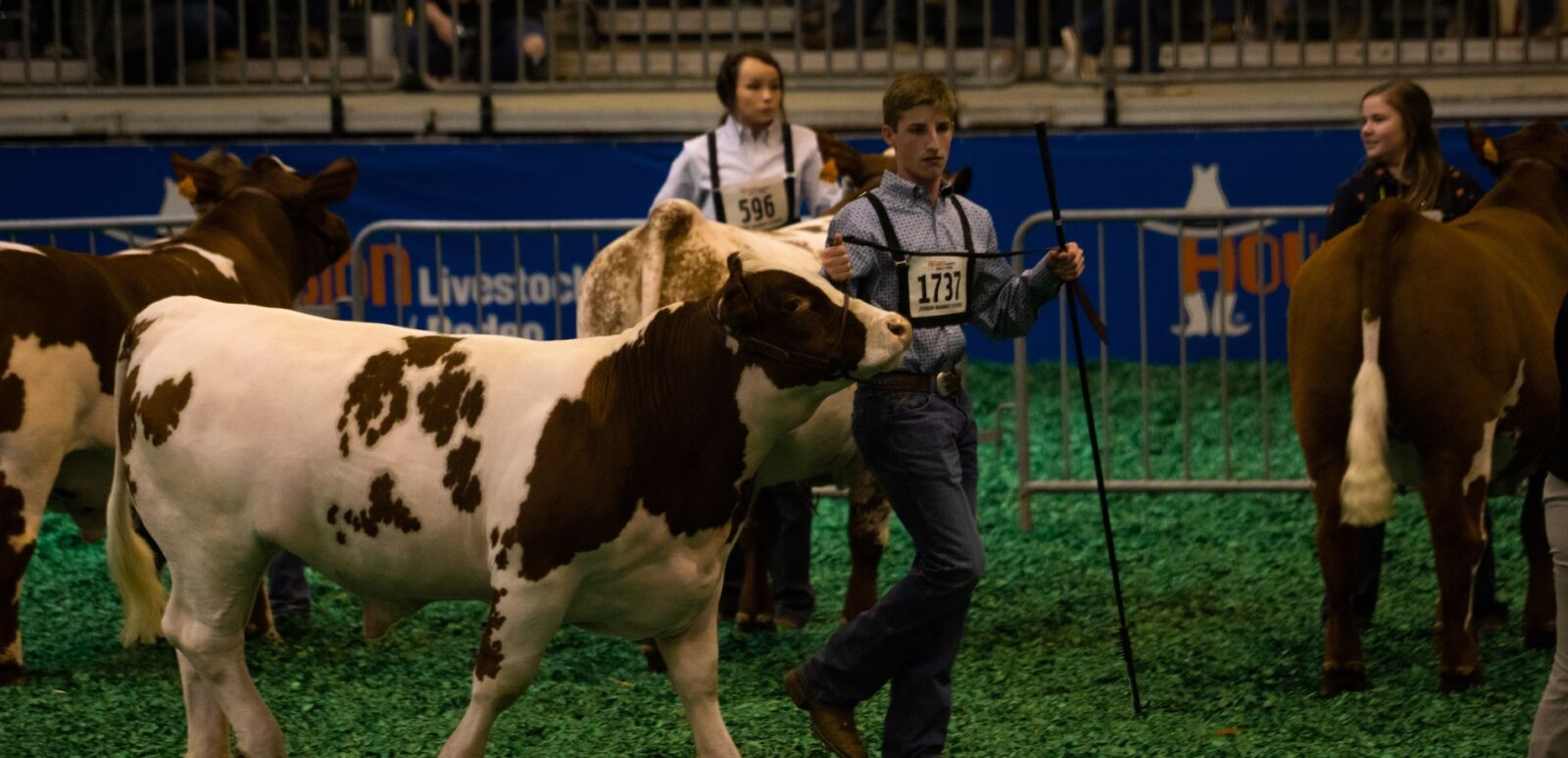 March 14, 2019 : Young people showing steers at the 2019 Houston Livestock Show and Rodeo 3.