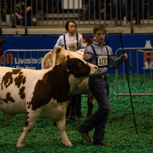 March 14, 2019 : Young people showing steers at the 2019 Houston Livestock Show and Rodeo 3.