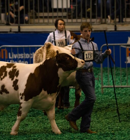 March 14, 2019 : Young people showing steers at the 2019 Houston Livestock Show and Rodeo 3.